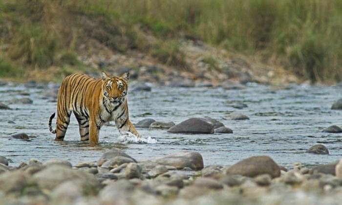 Bengal Tiger Crossing a river in Corbett National Park shutterstock_711276328.jpg