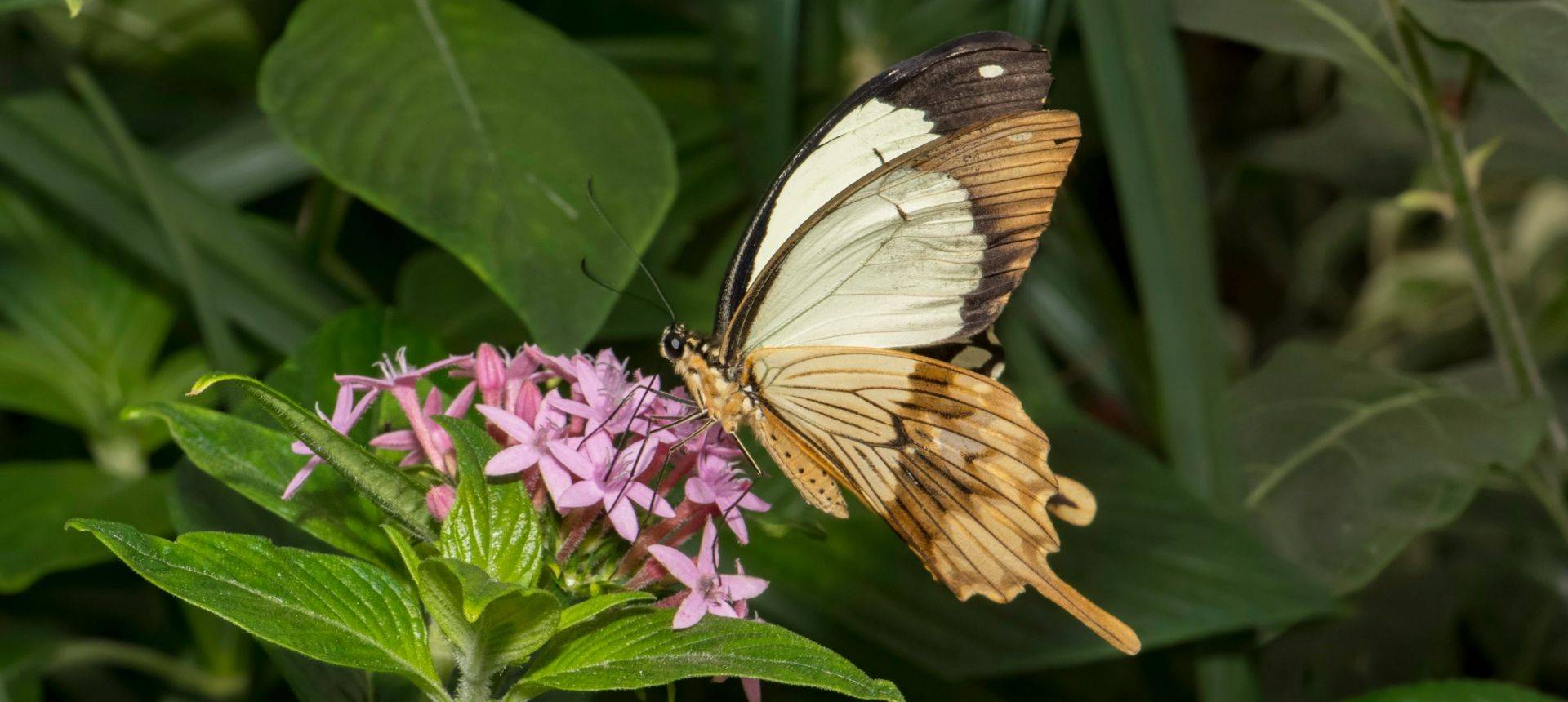 Mocker Swallowtail Shutterstock 1006212166