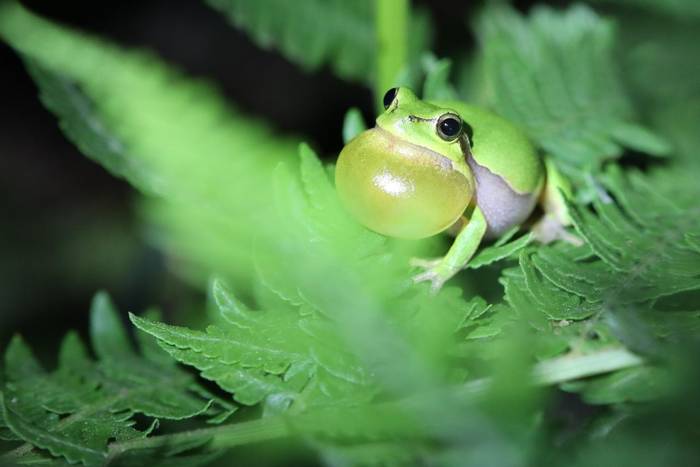 European Tree Frog (Hyla arborea) © participant Simon Bunker, April 2025 tour