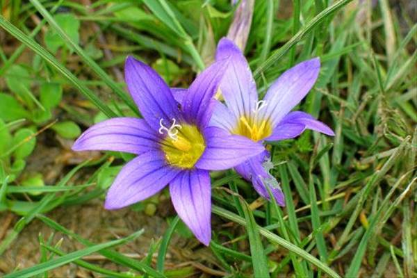 Viloet Romulea, Romulea bulbocodium (Paul Harmes)