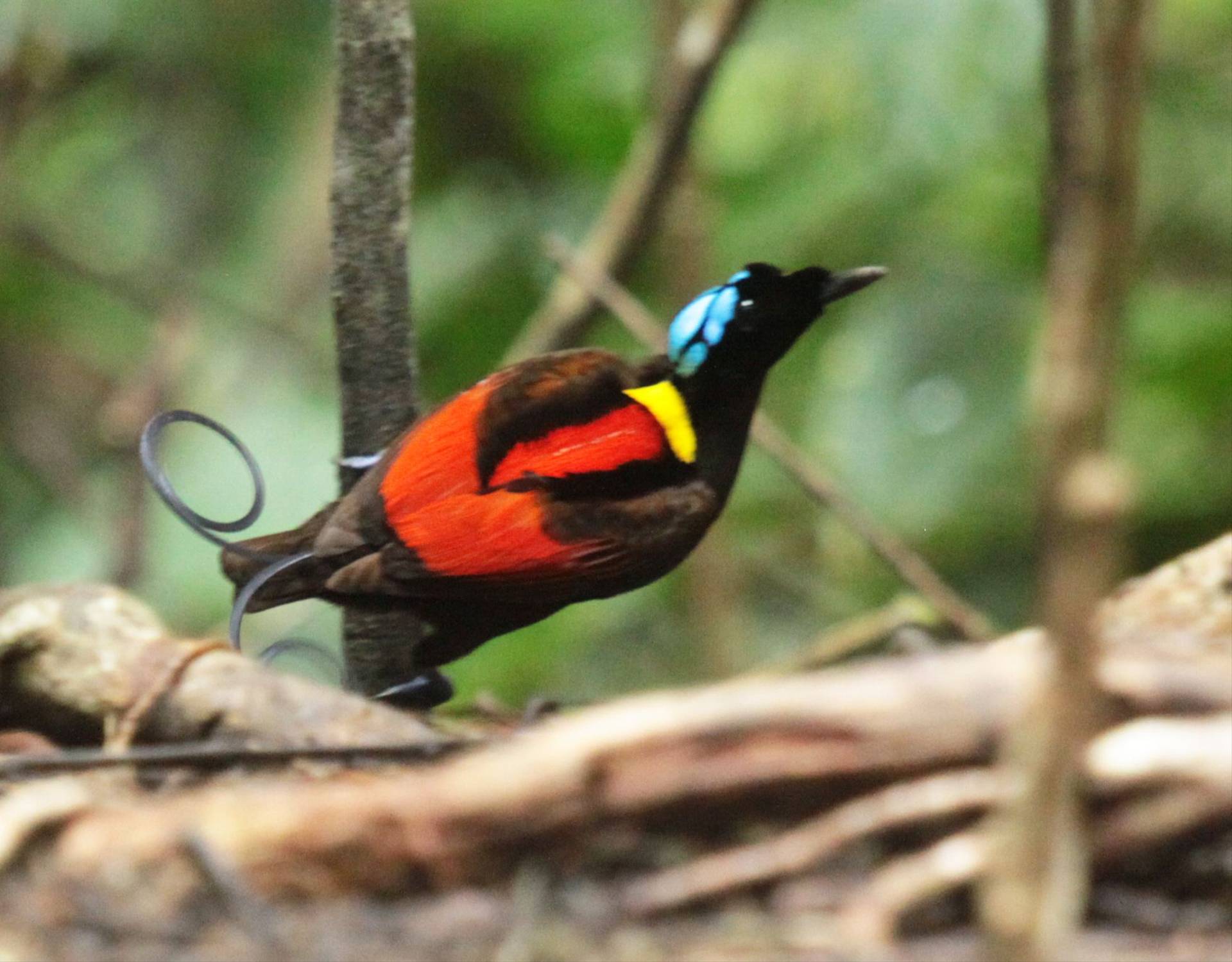 Wilson's Bird-of-Paradise (Alison Steel) Image