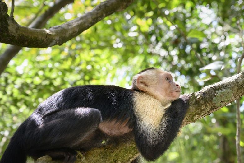 lapazul-retreat-monkey.jpg