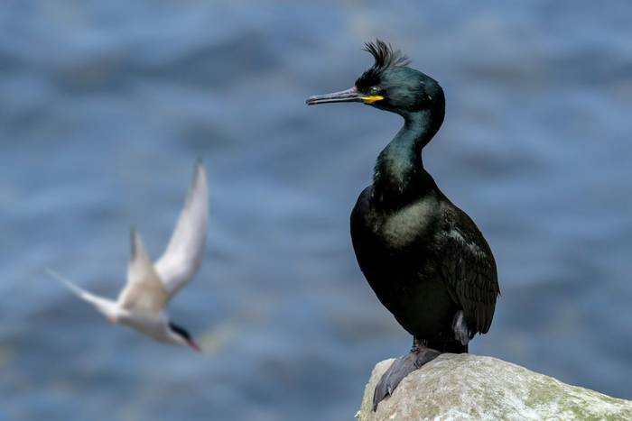 Arctic Tern shutterstock_1342255013.jpg