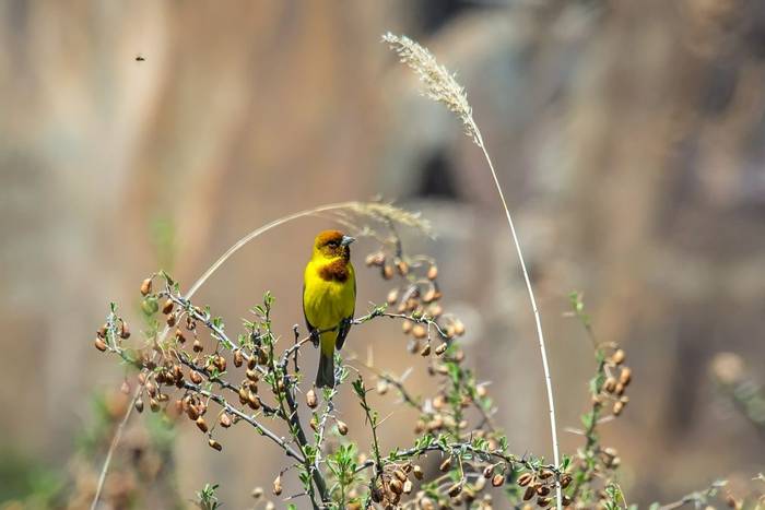 Red-headed Bunting © Russell Scott