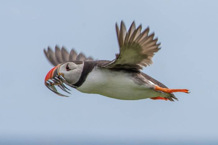 Puffin (Lindsey Smith).jpg