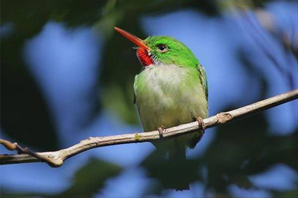 Jamaican Tody (2)