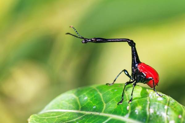 Giraffe weevil, Madagascar Dennis Van de Water shutterstock_237878539.jpg