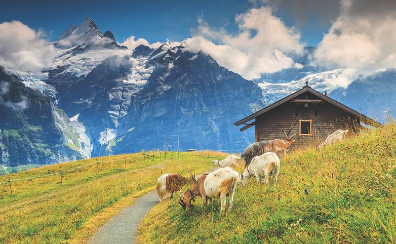 Goats grazing on the alpine green field,Grindelwald,Switzerland,Europe
