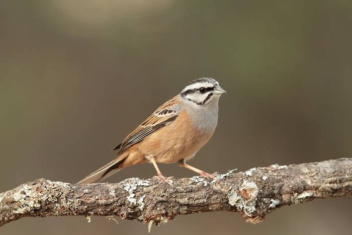 Rock Bunting shutterstock_143590453.jpg