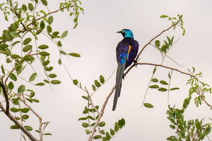 Golden-breasted Starling © Carole and David Clarke, February 2026 tour