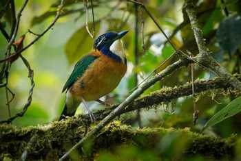 Pitta-like Ground-roller, Madagascar shutterstock_2231381741.jpg