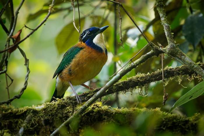 Pitta-like Ground-roller, Madagascar shutterstock_2231381741.jpg