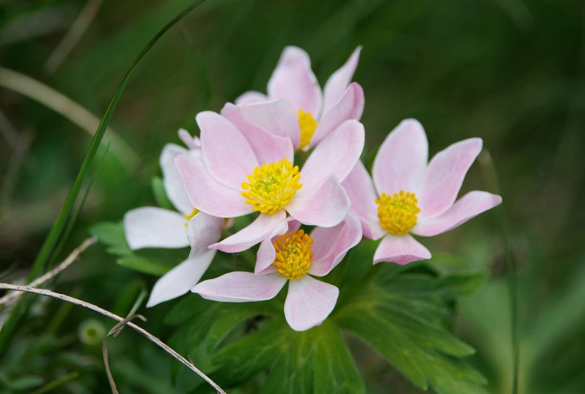 Anemonastrum fasciculatum © Giorgi Natsvlishvili, June 2025