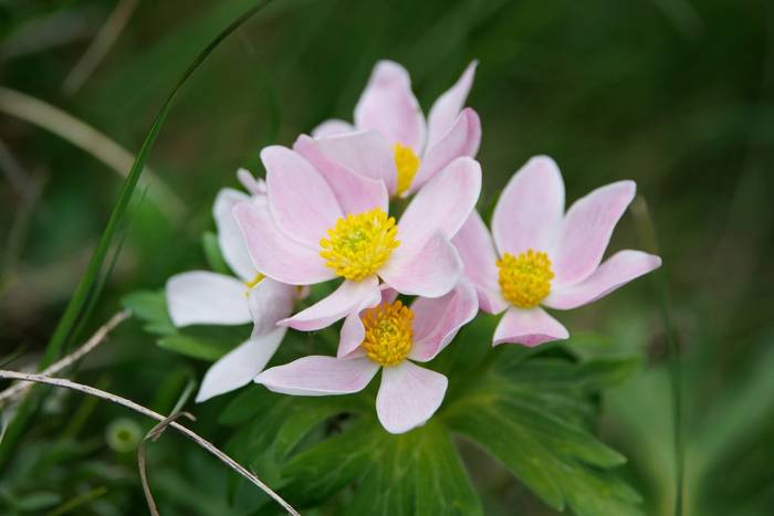 Anemonastrum fasciculatum © Giorgi Natsvlishvili, June 2025