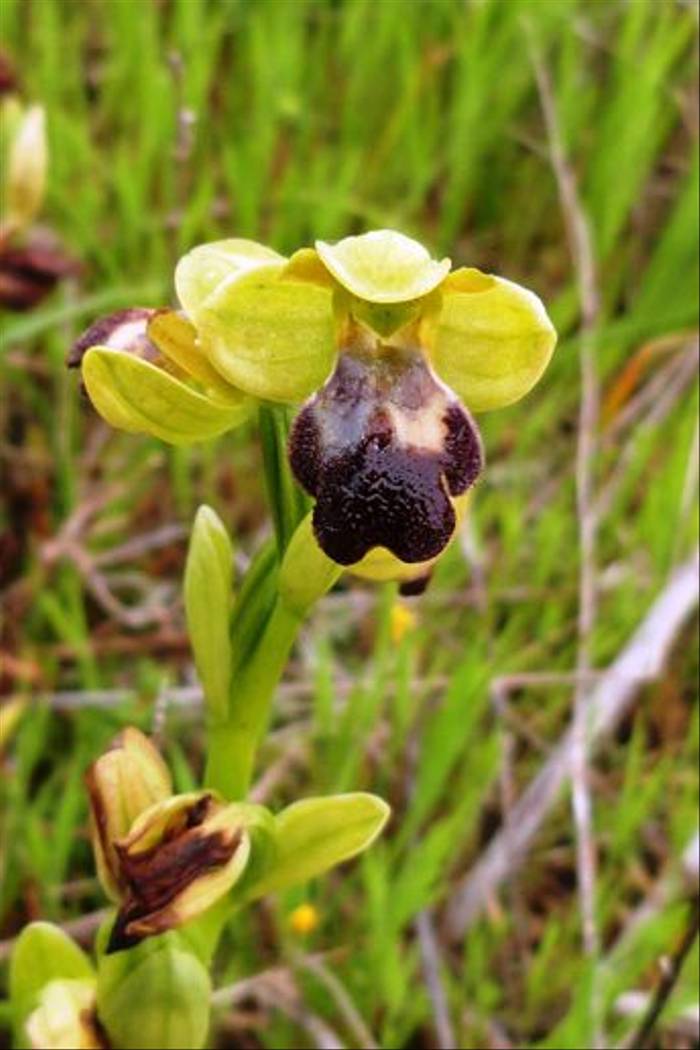 Ophrys lupercalis, Talairan