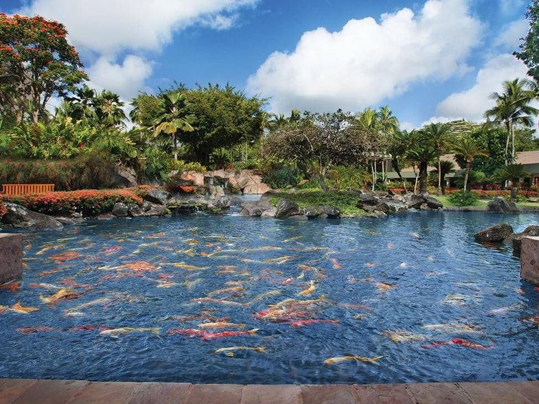 Marriott's Kauai Beach Club koi pond.jpg