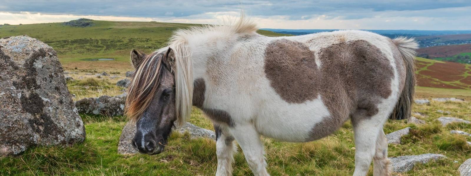 Dartmoor pony on Great Staple Tor, Dartmoor