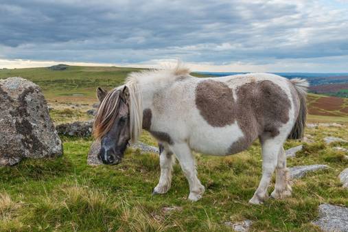 Dartmoor