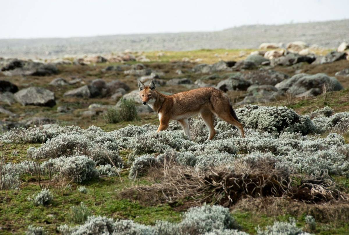 Ethiopian Wolf, Ethiopia Shutterstock 134381498