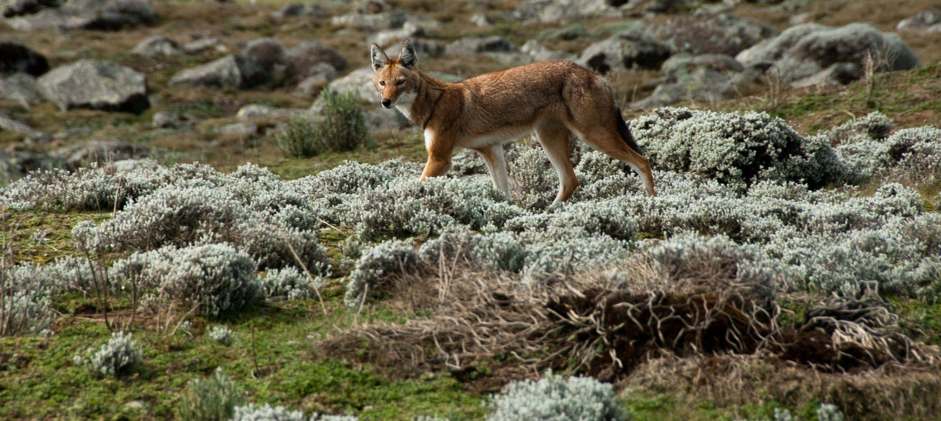 Ethiopian Wolf, Ethiopia Shutterstock 134381498