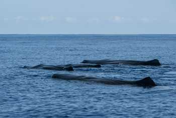Sperm Whale Pod, Azores Shutterstock 754810237