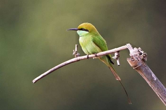 Green Bee-eater (Graham Cutts)