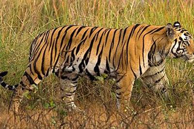 Bengal Tiger, Kanha by Dani Free