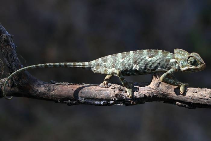 Arabian Chameleon (Chamaeleo arabicus) © Tim Young, November 2024 tour