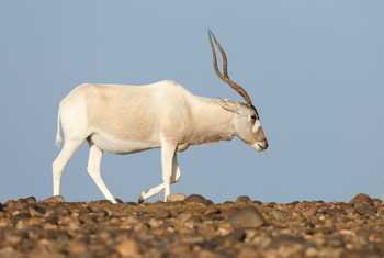 Addax © Dan Lay, December 2024