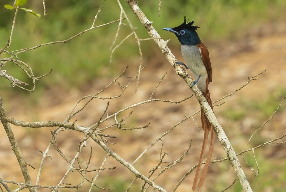 Asian Paradise Flycatcher (John Archer Thomson)
