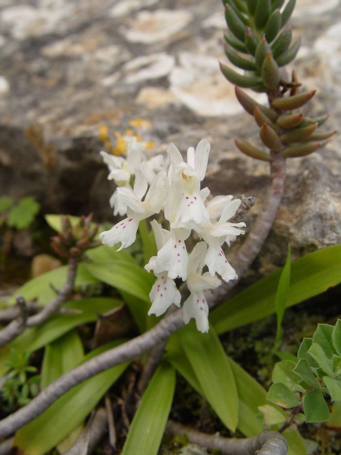 Ophrys laetea © Mr R. Ouni