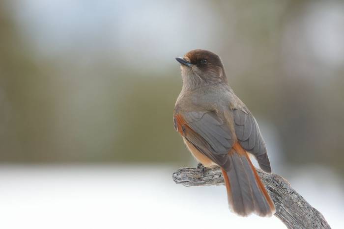 Siberian Jay