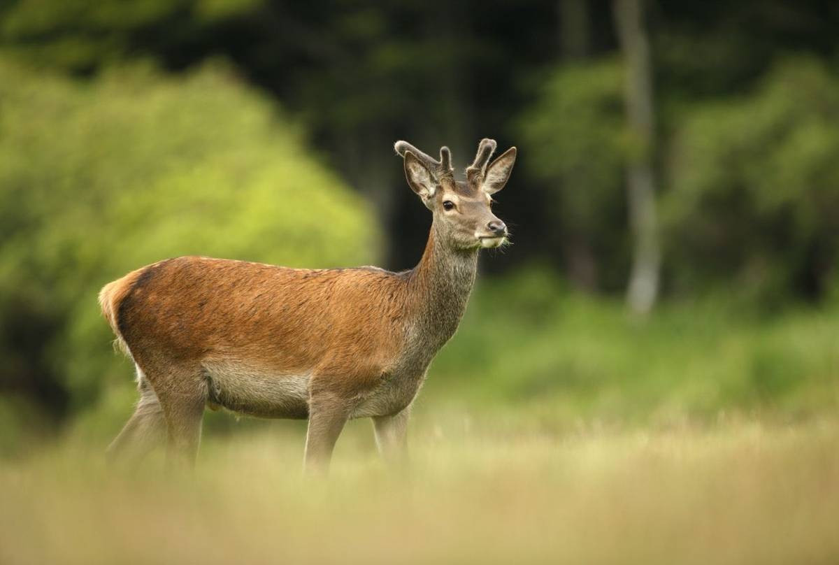 Red Deer shutterstock_156847280.jpg