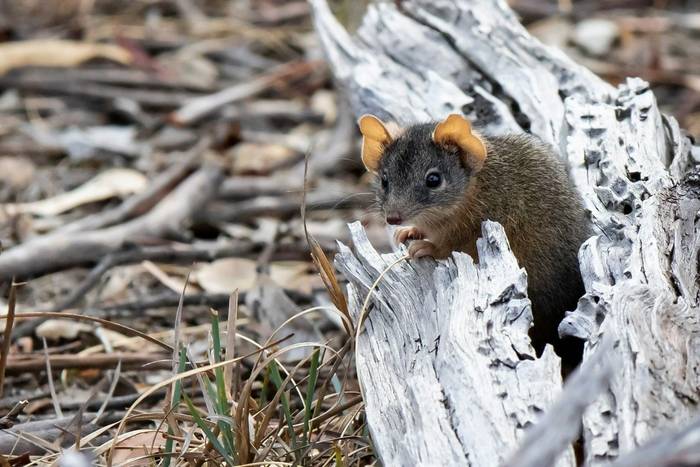 Yellow-footed Antechinus