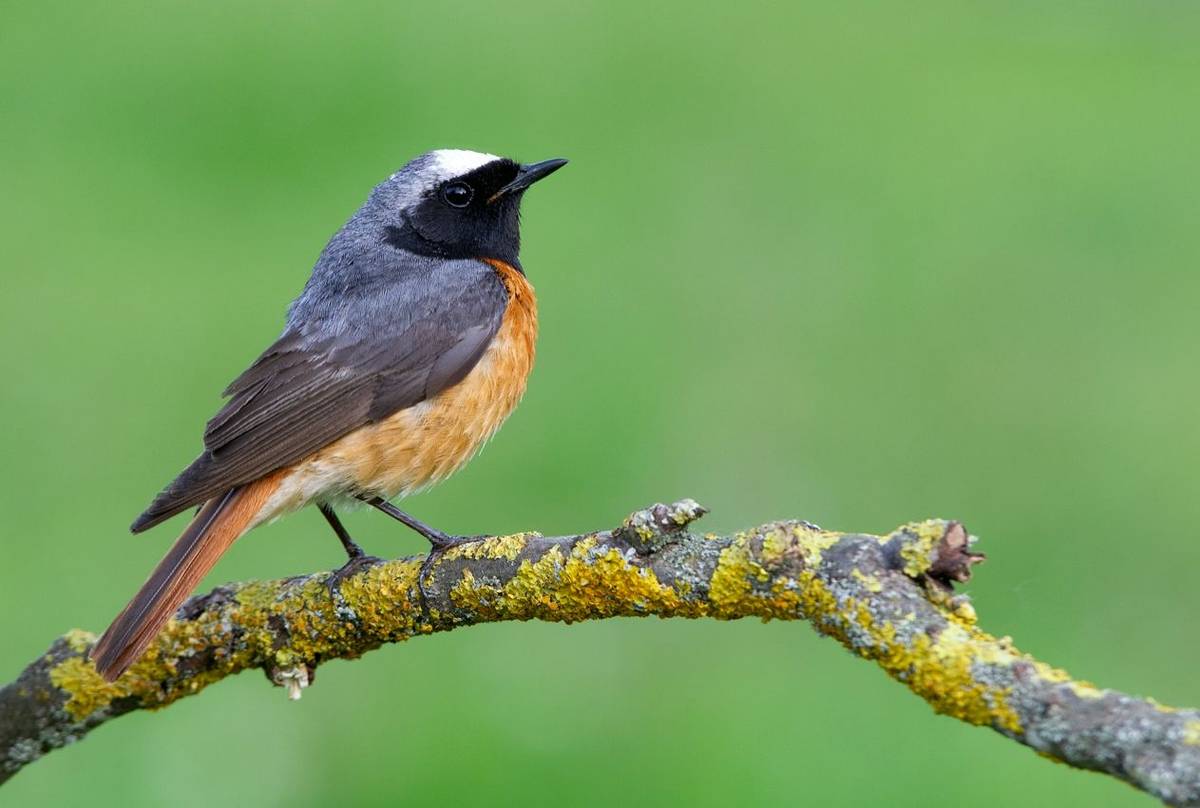 Common Redstart