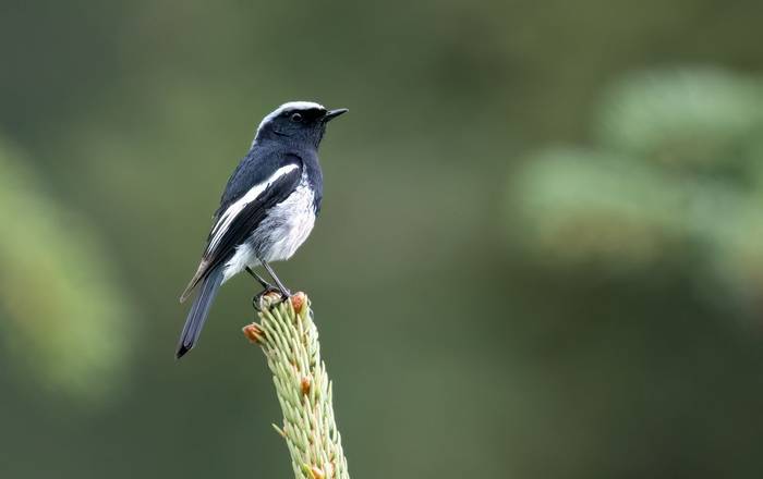 Blue-capped Redstart © Chris Griffin, May 2025