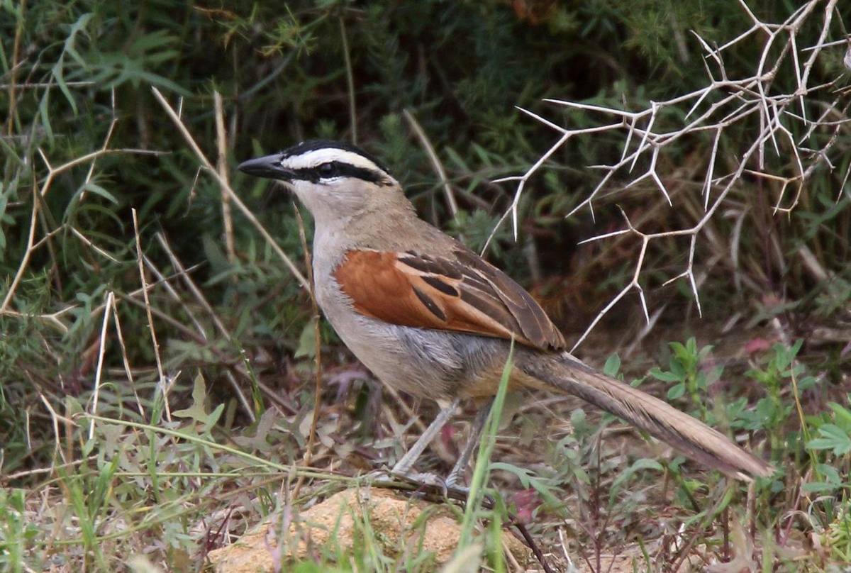 Black-crowned Tchagra