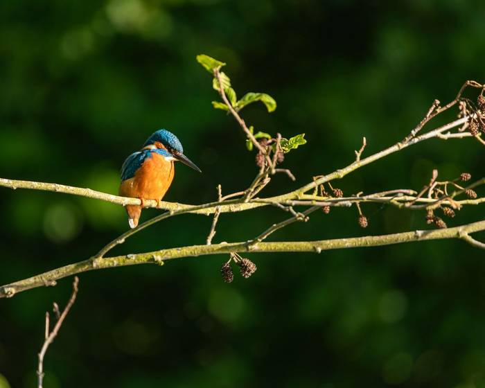 Kingfisher shutterstock_1750477394.jpg