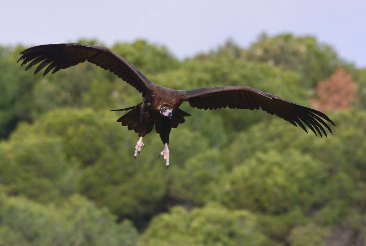 Cinerous Vulture