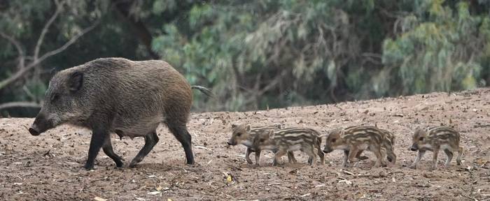 Wild Boar with piglets at Souss-Massa National Park © Martin Pitt, December 2025 tour