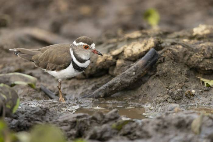three-banded plover_2R50162.jpg