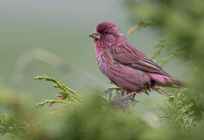 Red-mantled Rosefinch © Chris Griffin, May 2025