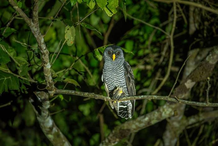 Black-banded Owl © A J Bradshaw, March 2026 tour