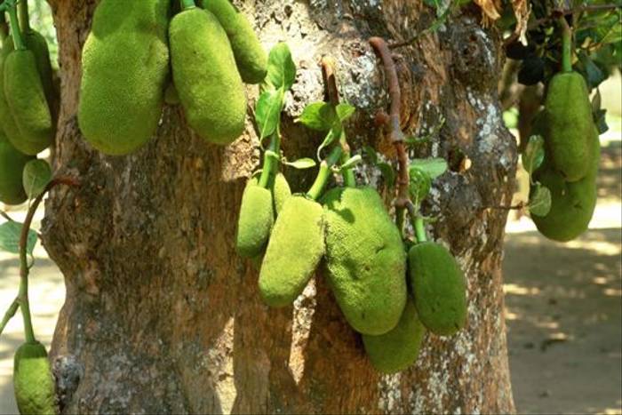 Artocarpus heterophyllus, Jackfruit (Rowan McOnegal)