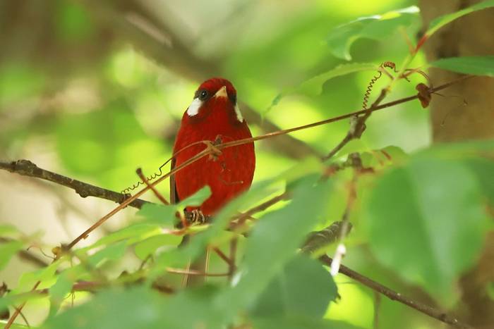 Red Warbler, Luca Boscain.JPG