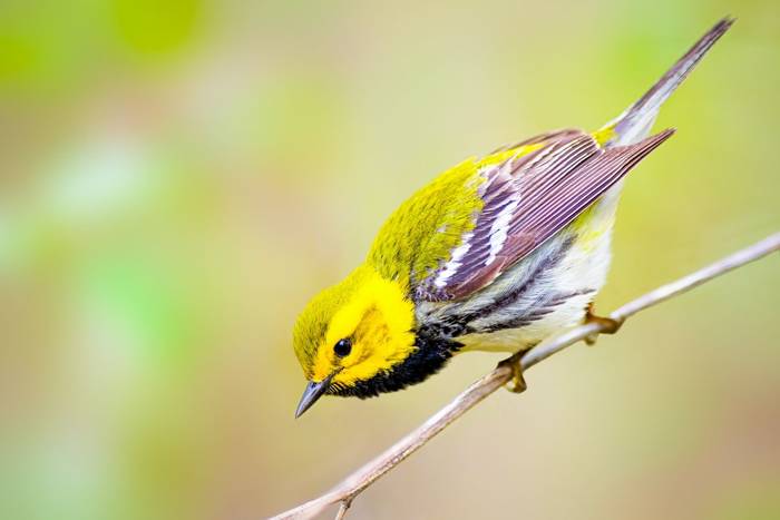 Black-throated Green Warbler, Ohio shutterstock_2006832488.jpg