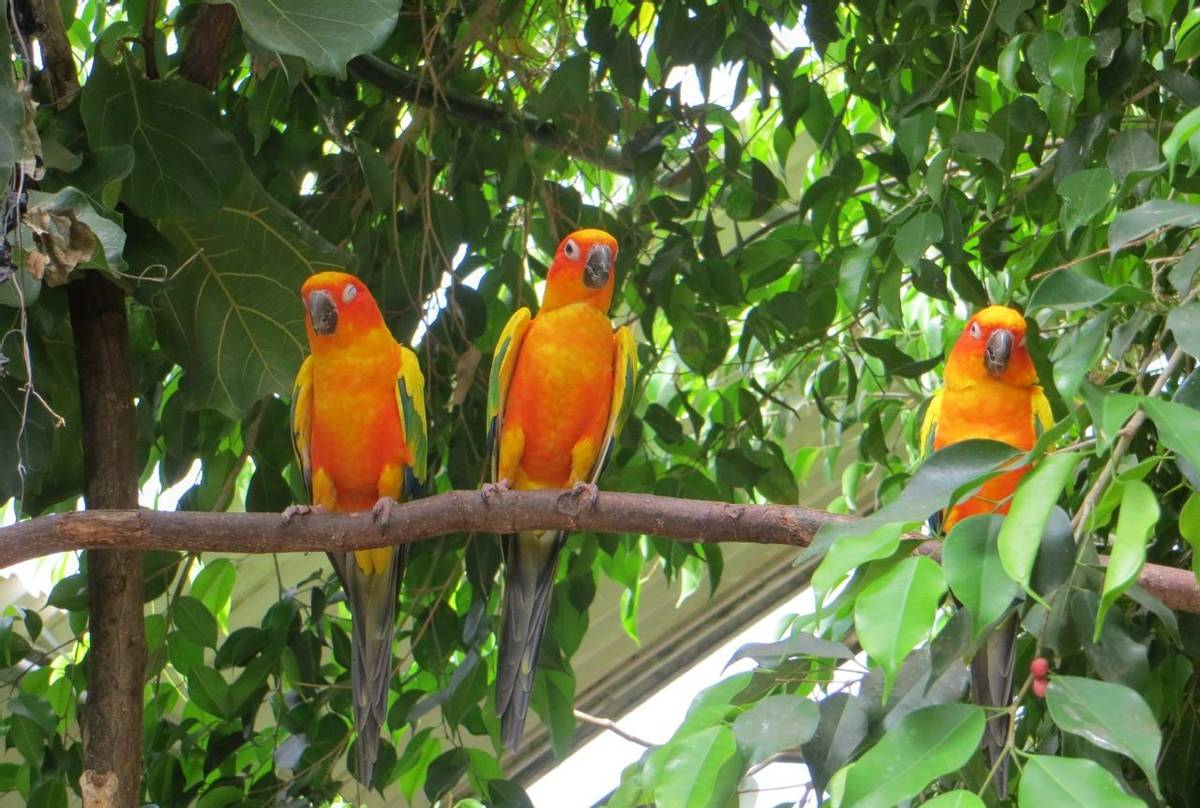 Sun Parakeets, Guyana shutterstock_763268674.jpg