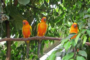 Sun Parakeets, Guyana shutterstock_763268674.jpg