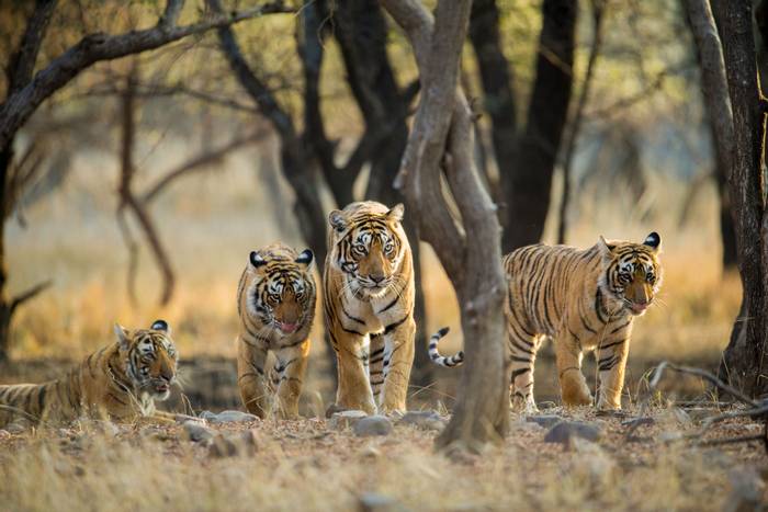 Tigers, Ranthambhore National Park, India shutterstock_775382149.jpg