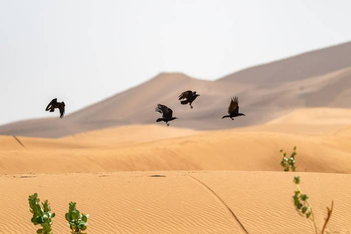 Brown Necked Ravens © Adam Court, March 2026 tour